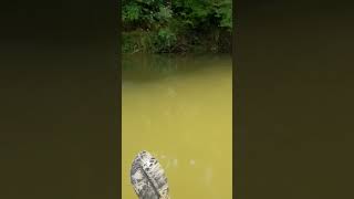 Angry Bluegill catches a Heddon Tiny Torpedo [upl. by Chanda]