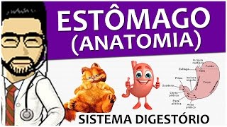 Sistema Digestório 10  Anatomia do estômago vídeo aula [upl. by Mazel256]