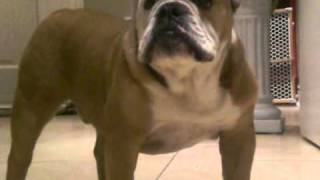 Angry Bulldog barking [upl. by Kellyann]