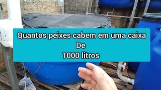 Quantos peixes cabem em caixa dágua de 1000 litros [upl. by Naples]