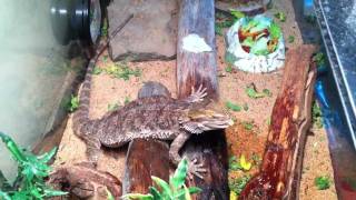 How to Bearded Dragon Care Water Misting [upl. by Enitselec]