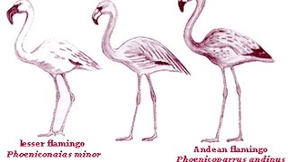 All Flamingo Species  Species List [upl. by Weld875]