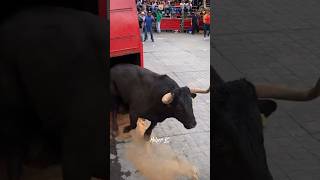 Se aproxima la Tradicional HUAMANTLADA 2024  Se viene Un Gran Video shorts short toros viral [upl. by Airdnaxela]