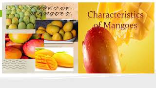 Types of Mangoes and its characteristic II Marife Adonis Official [upl. by Elleral]