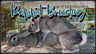 Tips For Successful American Chinchilla Meat Rabbit Breeding [upl. by Leveroni394]