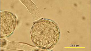 Pollen Germination in vitro [upl. by Atiuqihc858]