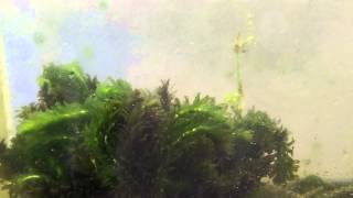 Beginner aquarium plants Elodea Anacharis Species Sunday [upl. by Anitsuj]