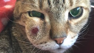 Removing An Immense Cuterebra From Poor Cats Head Part 2 [upl. by Nerrot]