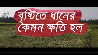 বৃষ্টিতে ধানের কেমন ক্ষতি হলো। কৃষি। Krishi [upl. by Papke738]