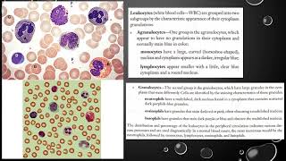 Blood Histology and Formed Elements [upl. by Sesylu]