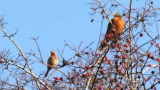 RED FINCH WHISTLING A HAPPY TUNE JANUARY 272012 [upl. by Ttekcirc]