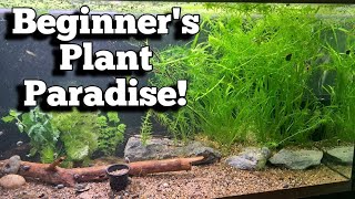 Transform Your Tank into a Beginners Plant Paradise plantedtanksetupforbeginners [upl. by Ociram]