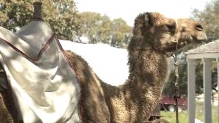 Streets Corner Texas Camel Corps [upl. by Kessiah956]