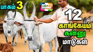 PART 3 12 காங்கேயம் கன்னு மாடுகள் ஒரே இடத்தில் காராம்பசு கன்னு மாடு வேண்டுமா  kangeyam cow [upl. by Hoyt]