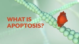 quotWhat is Apoptosisquot The Apoptotic Pathways and the Caspase Cascade [upl. by Rise]