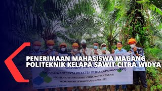 Penerimaan Mahasiswa Magang Politeknik Kelapa Sawit Citra Widya Edukasi Di PT BCA [upl. by Llacam]