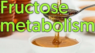 Fructose metabolism  Why fructose is harmful to diabetics [upl. by Uthrop475]