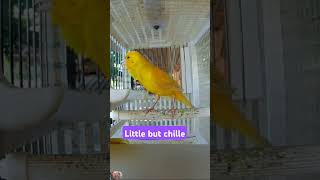 Canary song birds canarysinging lovebirds canarybirdsinging parrot animals birdsounds budgi [upl. by Airbmat]