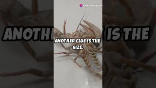 Identifying Crayfish Gender Quick Guide shorts [upl. by Eiramyelhsa862]