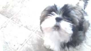 Singing shih tzu [upl. by Ashraf]