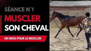 Comment muscler son cheval  Les bases à la longe [upl. by Krebs]