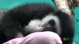 아기 흰손기번  Baby White handed gibbon [upl. by Duile]