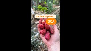 How to grow Oca or New Zealand Yams 🌱 Oxalis tuberosa [upl. by Ahsok535]