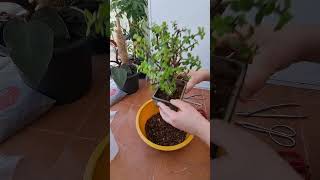 Dwarf Jade bonsai water propagation 💦🌳 fyp fy bonsai succulent suculentas [upl. by Arodasi]