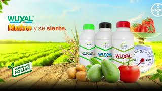 Protege y nutre tus cultivos con Wuxal  Agro Bayer Colombia [upl. by Anatniuq]