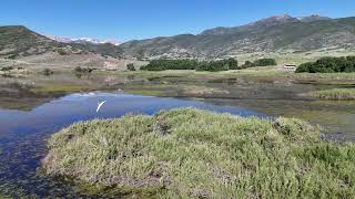 Flying with a Pelican Over Deer Creek Reservoir UT [upl. by Ushijima]