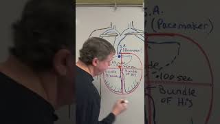 How Do Purkinje Fibers Make Your Heart Beat dreldersanatomychannel heartphysiology bundlebranch [upl. by Horsey809]