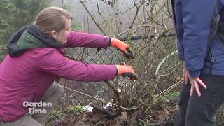 Pruning Climbing Roses [upl. by Schilit]