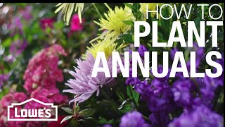 How to Plant Annual Flowers [upl. by Hashum]