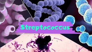 AULA 55 STREPTOCOCCUS [upl. by Ewart]