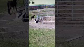 Horse gets stuck in fence [upl. by Siramed500]