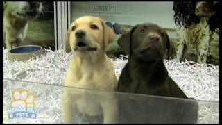 Purebred Labrador puppies [upl. by Arok971]