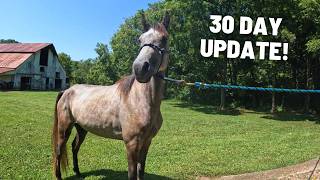 Neglected Gelding 30 Day Transformation  Thin But Gaining [upl. by Ahsietal694]