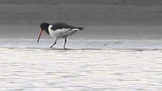 Eurasian oystercatcher 蠣鴴 [upl. by Nylesaj]