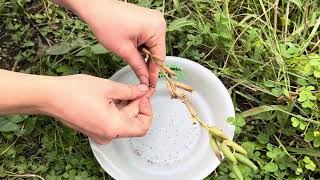 How to harvest Common Evening Primrose Oenothera biennis seeds [upl. by Legir]