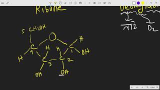 Nucleic Acid  HSC BIOLOGY  BOTANY 1st chapter [upl. by Weidar]