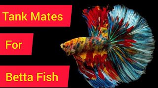 Tank Mates of Betta Fish ll Beautiful Tank Mates for your Betta Tank [upl. by Wallace]