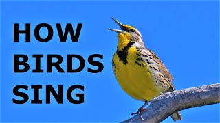 How do Birds Sing Why do Birds Sing Oscines vs Suboscines [upl. by Okim]