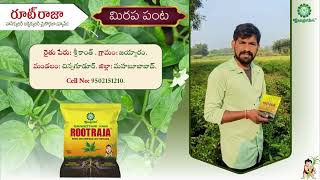 Rootraja Testimonial మిరప పంటలో రూట్ రాజా వాడిన రైతు స్పందన [upl. by Hymie]