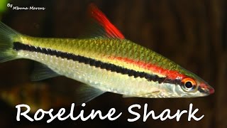 ROSELINE TORPEDO BARBS  COMMUNITY FISH [upl. by Kipton]