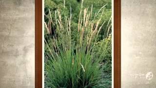 Sesleria  garden plants [upl. by French]