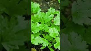 7 Coriander Health Benefits you must know [upl. by Estel]