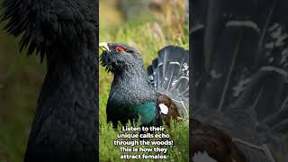 quotThe Capercaillie Europe’s Hidden Forest Giantquot capercaille grouse birdslover [upl. by Lyman495]