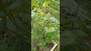 GullahGeechee Heritage Cowpea seedsaving resilience gardening [upl. by Swec252]