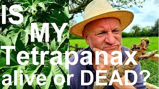 Tropical Gardens UK Is My Tetrapanax papyrifer  Ricepaper Plant Alive or Dead [upl. by Aleacin902]