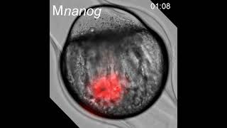 Cytoplasmic movement in an Mnanog embryo [upl. by Eked]